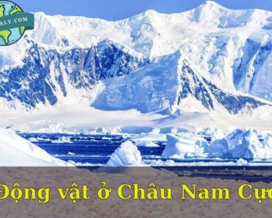 Choáng ngợp trước vẻ đẹp của loài động vật ở Châu Nam Cực