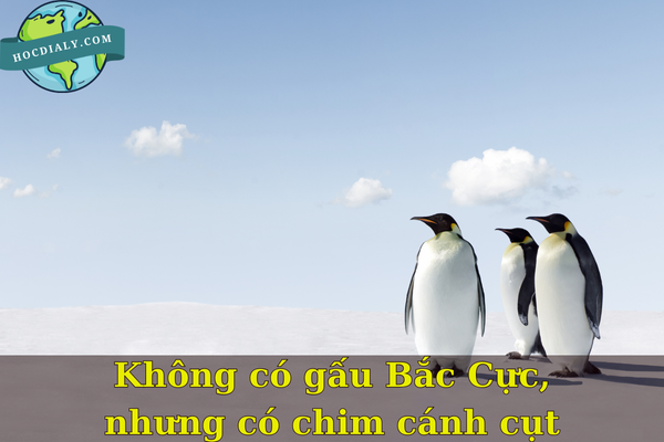 Không có gấu Bắc Cực, nhưng có chim cánh cụt