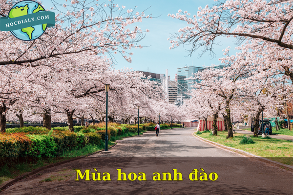 Mùa hoa anh đào 