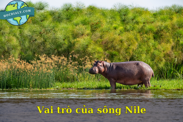 Vai trò của sông Nile