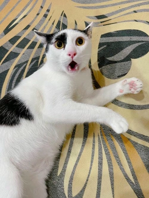 Meme mèo siêu hài gây nghiện