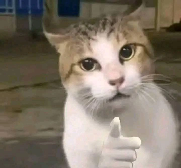 Ảnh Mèo Meme Hài Hước