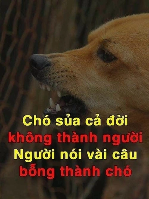 Meme chửi bậy để đời
