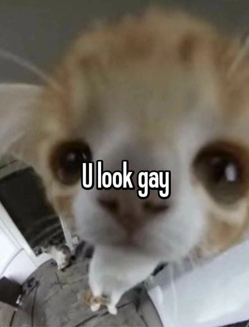 Meme chửi bậy vui nhộn