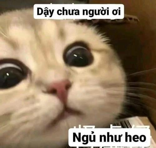 Mèo meme siêu hài cho dân mạng