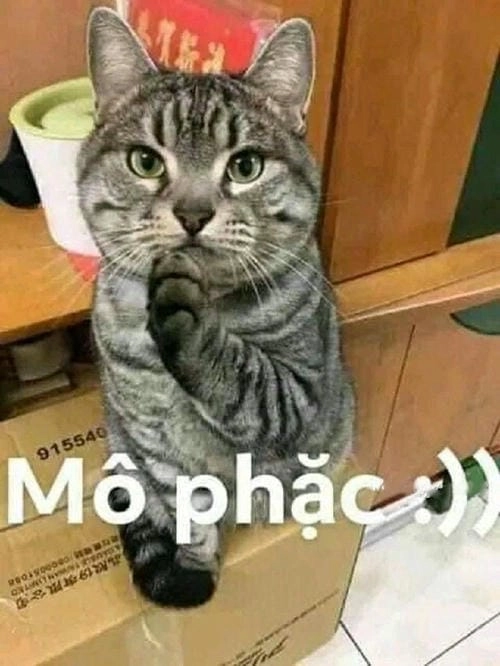 Meme mèo hài chất như nước cất