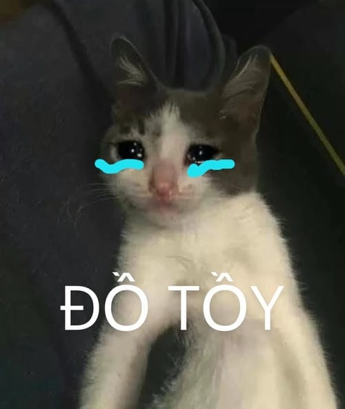 Ảnh chế meme mèo hot