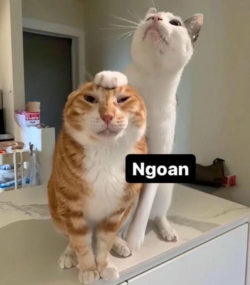 Meme mèo hài hước bắt trend