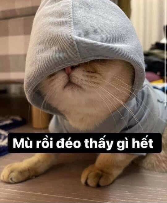 Hình chế mèo cười lăn lộn