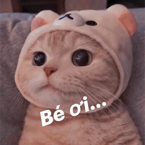Mèo meme hài cực gắt