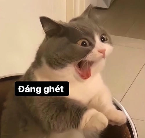 Ảnh meme mèo cười rụng rốn