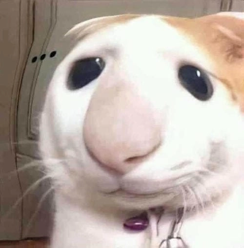 Meme mèo bựa bá cháy