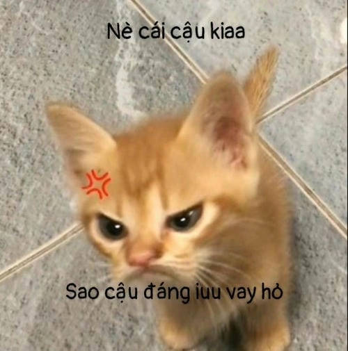 Ảnh mèo meme hài chất lượng cao