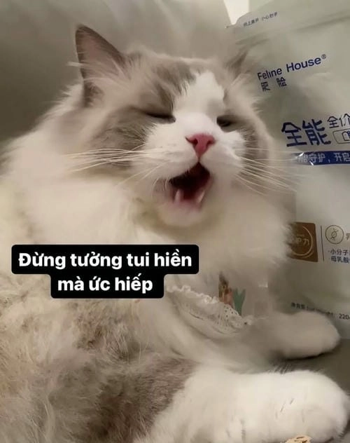 Ảnh chế mèo hài cười bể bụng