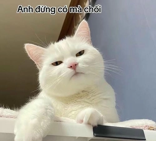 Meme mèo biểu cảm hài