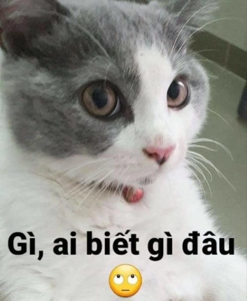 Hình ảnh meme mèo bá đạo