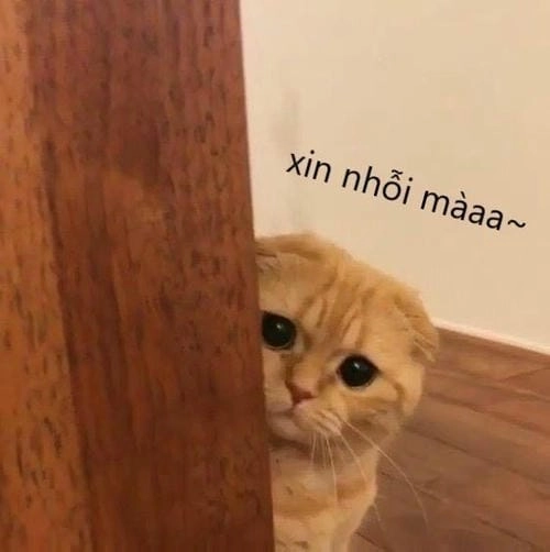 Meme mèo cười xỉu