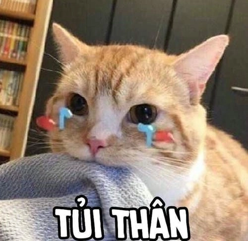 Meme mèo hài hước dễ thương