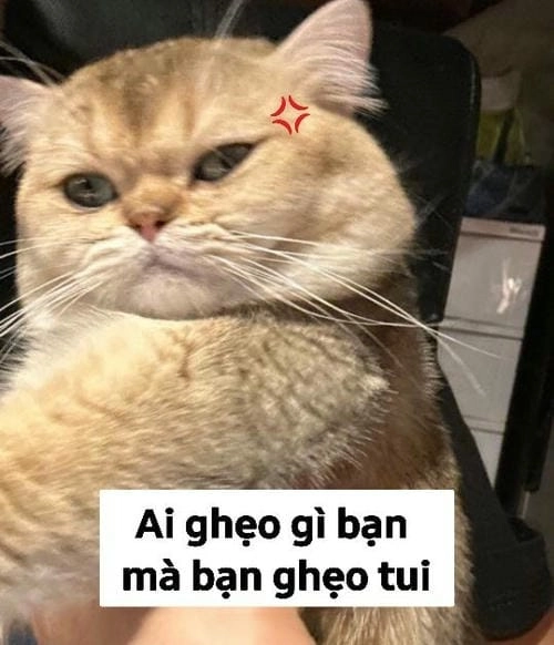 Ảnh chế mèo hài trend mới
