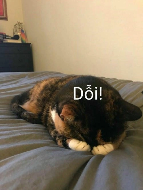 Meme mèo gào thét hài bá đạo
