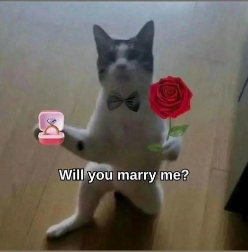 Meme thú tặng hoa dễ thương