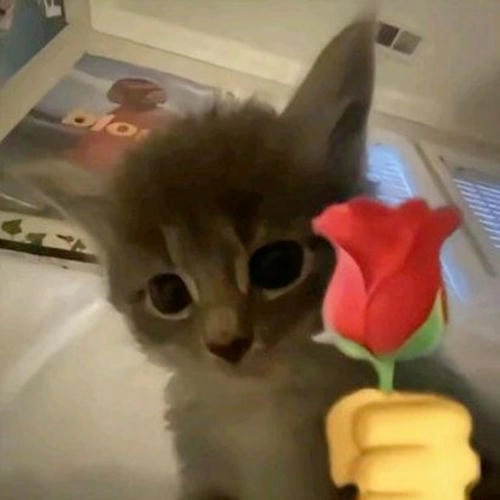 Meme tặng hoa ngọt ngào