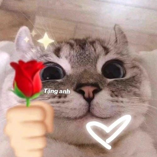 mèo meme tặng hoa