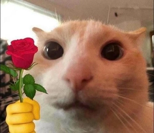 Ảnh meme tặng hoa dễ thương