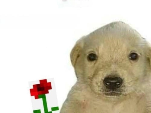 Meme tặng em hoa đẹp