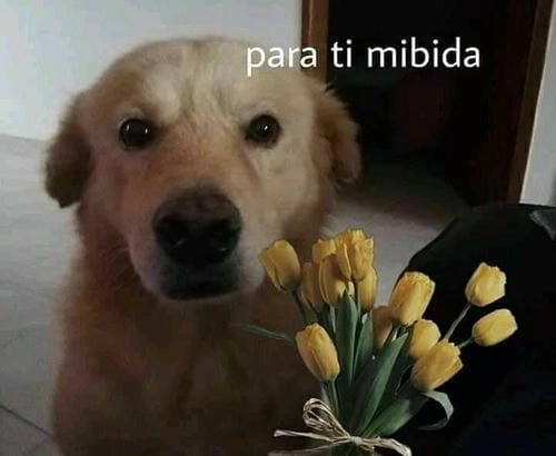 Meme tặng bông hoa meme hài hước