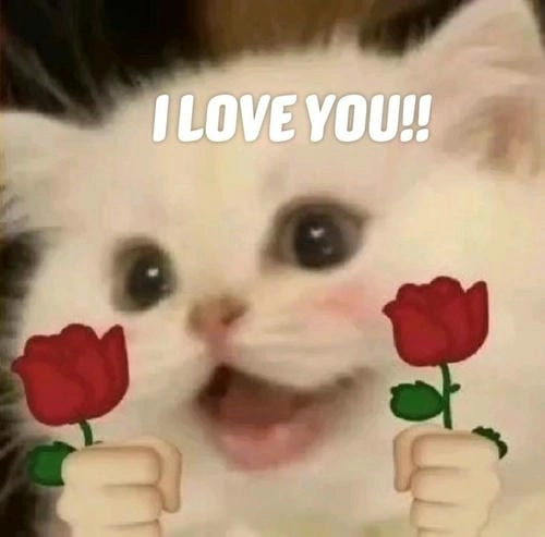 Meme con mèo tặng hoa xinh