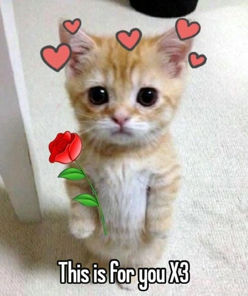 mèo meme tặng hoa siêu ngầu