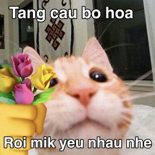 Ảnh meme mèo con tặng hoa