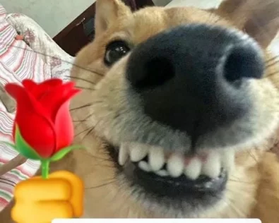 Meme Tặng Hoa Cute Mèo, Chó Tặng Bông Hoa Siêu Hot 2025!