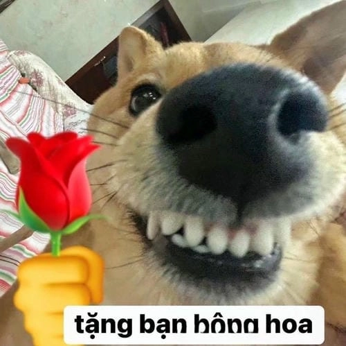 Meme tặng hoa siêu hài