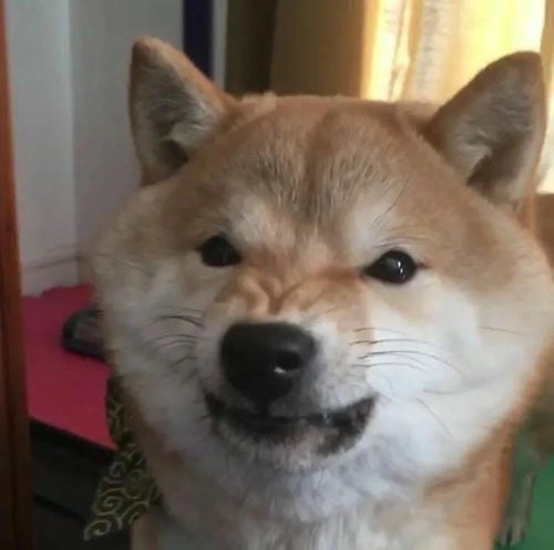 Meme giận dỗi siêu cute