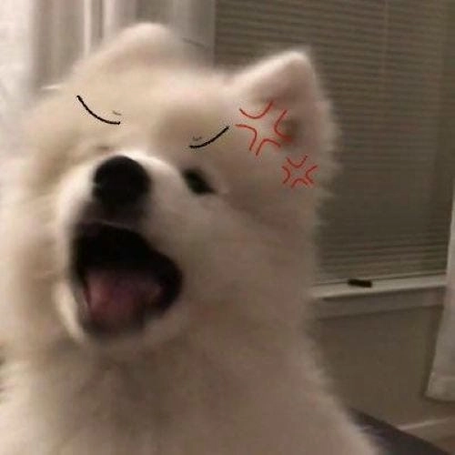 Ảnh meme tức giận đáng yêu
