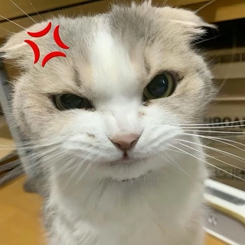 Hình meme giận dỗi vui