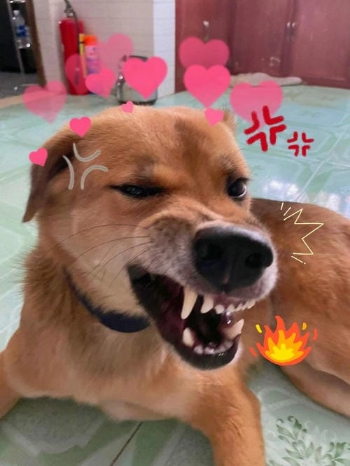 Meme tức giận hài trend