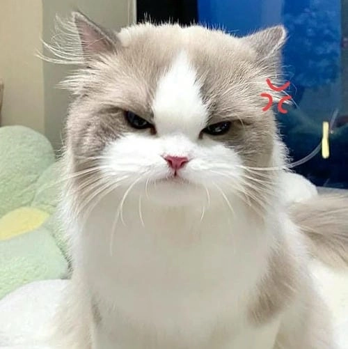 Meme giận dỗi hot trend
