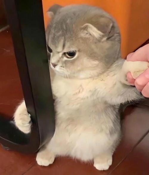 Hình meme giận hài hước