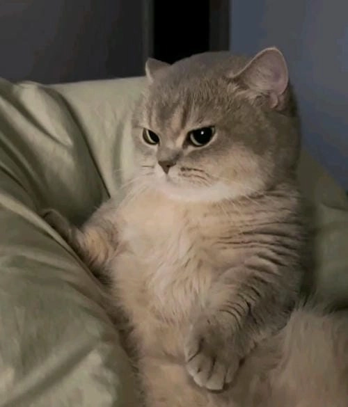 Meme tức giận siêu đáng yêu
