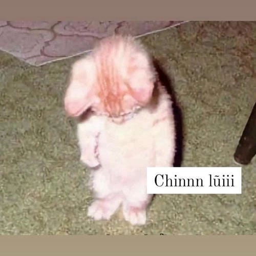 Meme xin lỗi với thông điệp chân thành