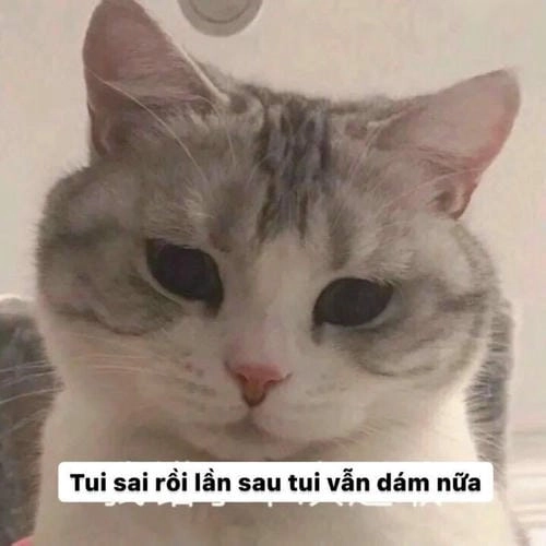 Meme xin lỗi cho bạn bè