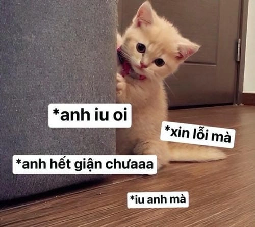 Meme quỳ xin lỗi