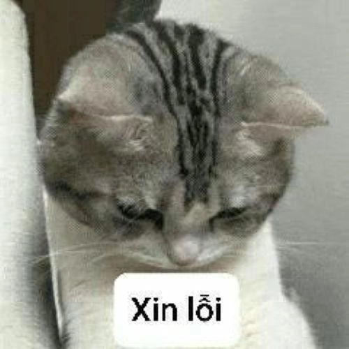 Xin lỗi được chưa meme