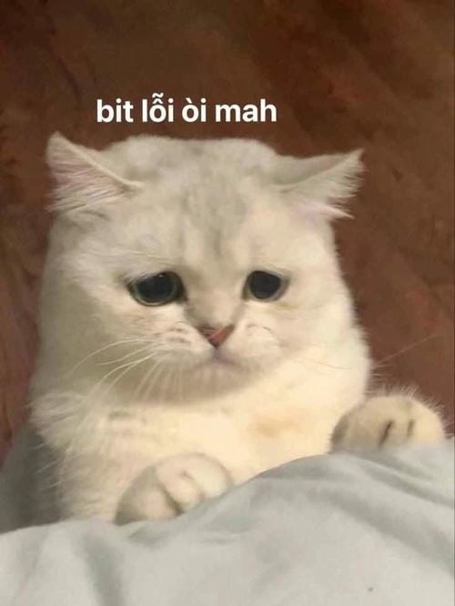 Xin lỗi meme