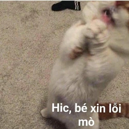 Meme xin lỗi dễ thương cho crush