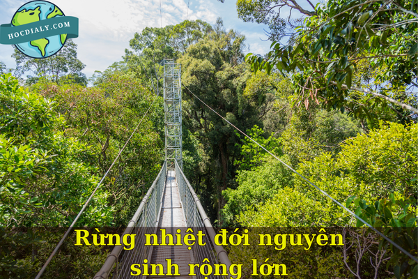 Rừng nhiệt đới nguyên sinh rộng lớn