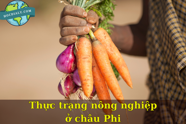 Thực trạng nông nghiệp ở châu Phi